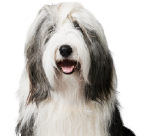 bearded_collie